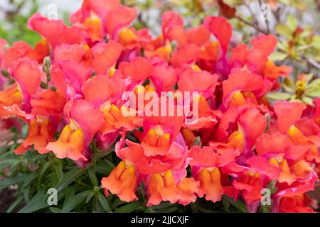 Fiori di Antirrhinum majus (Snapdragon) di colore rosa arancio Foto Stock