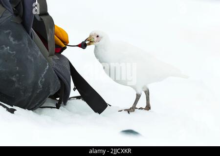 Snowy guaina Chionis albus, giocando con levetta su zaino, Isola di Danco, Antartide nel mese di gennaio. Foto Stock