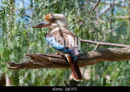 Blu-winged Kookaburra (Dacelo leachii) uccello maschio Foto Stock