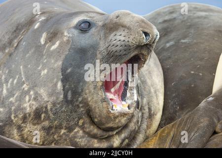 Elefante meridionale sigillo Mirounga leonina, toro, tenda e mostrando denti, Livingston Island, Antartide in gennaio. Foto Stock