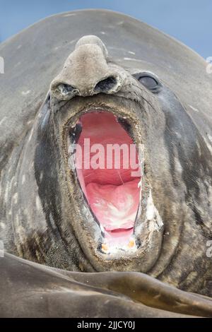 Elefante meridionale sigillo Mirounga leonina, toro, tenda e mostrando denti, Livingston Island, Antartide in gennaio. Foto Stock