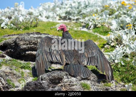 Turchia avvoltoio Catartes aura, adulto, prendere il sole a terra, Sea Lion Island, Isole Falkland nel mese di dicembre. Foto Stock