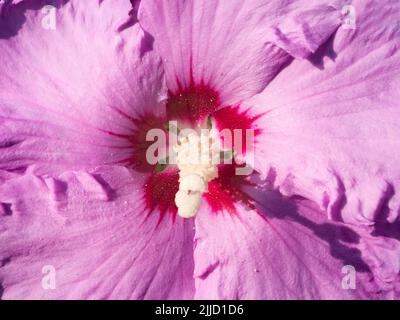 Questa bella rosa viola mallà mette in mostra un bel spettacolo ogni anno nel nostro giardino. La zomba di rose (Hibiscus moscheutos) è una grande rela, a rapida crescita, fredda e dura Foto Stock