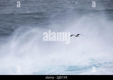 Gabbiano dalle zampe gialle Larus michahellis, giovanile, volando contro il vento a Mosteiros, São Miguel, Azzorre nel mese di aprile. Foto Stock