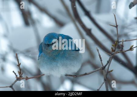 Un Bluebird di montagna arroccato nella neve. Foto Stock