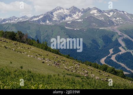 gregge di pecore che pascola in montagna Foto Stock