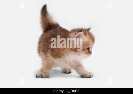 Gattino longhair britannico su sfondo bianco con foglie verdi. Highlander di chinchilla dorata. Carino gattino soffice . Gli animali domestici sono a casa propria. Vista dall'alto sul Web Foto Stock