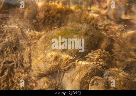 Cozze comuni che vivono nell'estuario di Sandy Haven ricoperte da un'eccessiva crescita di alghe a causa dell'inquinamento nutriente di un allevamento di pollame a range libero Foto Stock