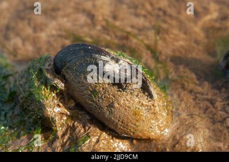 Cozze comuni che vivono nell'estuario di Sandy Haven ricoperte da un'eccessiva crescita di alghe a causa dell'inquinamento nutriente di un allevamento di pollame a range libero Foto Stock