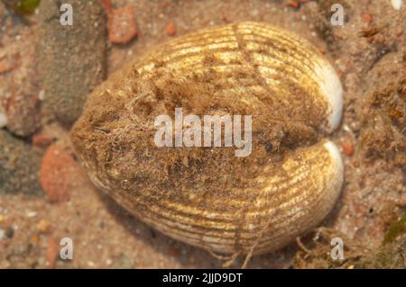 Comune scarpetta (Cerastoderma edule) che vive nell'estuario di Sandy Haven coperto da eccessiva crescita di alghe a causa di inquinamento nutriente da un poul libero-campo Foto Stock