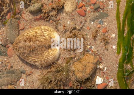 Comune scarpetta (Cerastoderma edule) che vive nell'estuario di Sandy Haven coperto da eccessiva crescita di alghe a causa di inquinamento nutriente da un poul libero-campo Foto Stock