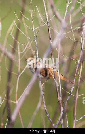 Comune nightingale Luscinia megarhynchos, arroccato in scrub, Lesbo, Grecia, aprile Foto Stock