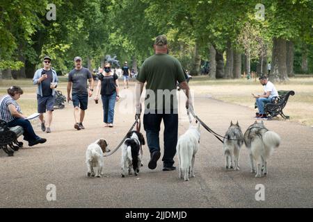 Dog Walker a Kensington Gardens, Londra, Inghilterra, Regno Unito, Europa Foto Stock