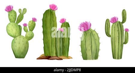 Cactus, succulenti. Acquerello illustrazione botanica. Cactus disegnato a mano isolato su sfondo bianco. Foto Stock