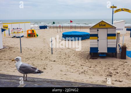 Spiaggia del Mare del Nord, Blankenberge, Belgio, gabbiano in piedi di fronte alla spiaggia di sabbia Foto Stock