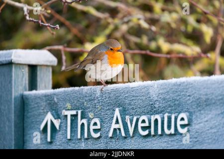 Rapina europea Erhithacus rubecula, adulto appollaiato su cartello gelido, Caerlaverock, Dumfriesshire, Scozia, Regno Unito, Dicembre Foto Stock