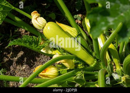 Zucchine verdi fresche maturate in giardino. Verdure giovani e flowers. Verdura fresca di fattoria, raccolto in azienda agricola biologica Foto Stock