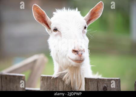 Capra su una fattoria rurale primo piano. Una capra bianca interessata divertente senza un corno si sbirca da dietro una recinzione di legno. Il concetto di agricoltura e di hu animale Foto Stock