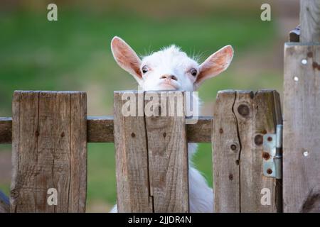 Capra su una fattoria rurale primo piano. Una capra bianca interessata divertente senza un corno si sbirca da dietro una recinzione di legno. Il concetto di agricoltura e di hu animale Foto Stock