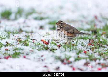 Redwing Turdus iliacus, foraging su bacche nella neve, Weston-Super-Mare, Somerset, UK, gennaio Foto Stock