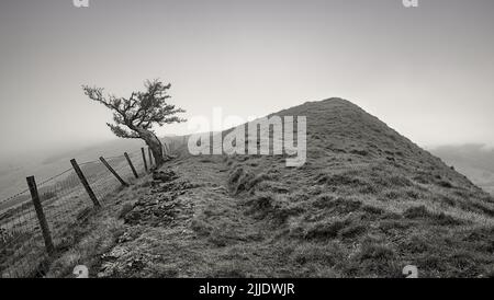 Albero solistico con intemperie in mattinata di nebbia, Peak District, Derbyshire Foto Stock