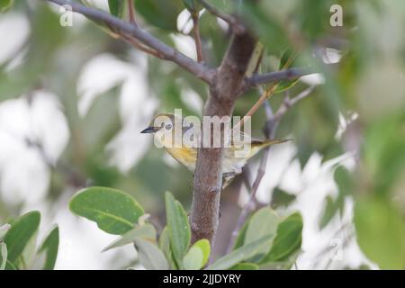 Orditoio giallo Setophaga petechia, arroccato in mangrovie, Cayo Coco, Repubblica di Cuba, aprile Foto Stock