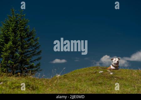 Pit bull terrrier in montagna su erba verde con pietre bianche e cielo blu sullo sfondo Foto Stock