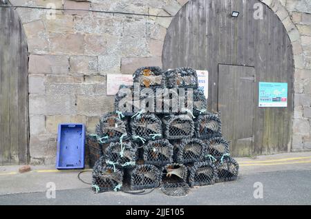 gabbie di granchio a cavallucci marini northumberland inghilterra gran bretagna 2022 Foto Stock