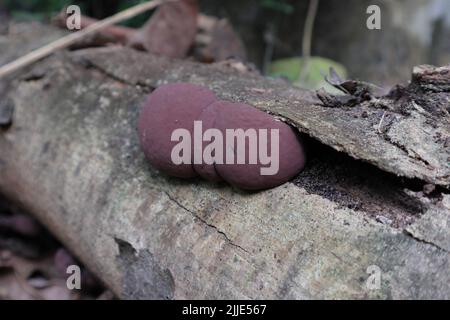 Primo piano di giovani e ancora in crescita castano rosato funghi torta di Re Alfred (Daldinia Concentrica) sulla superficie di un tronco di frutta Jack morto Foto Stock