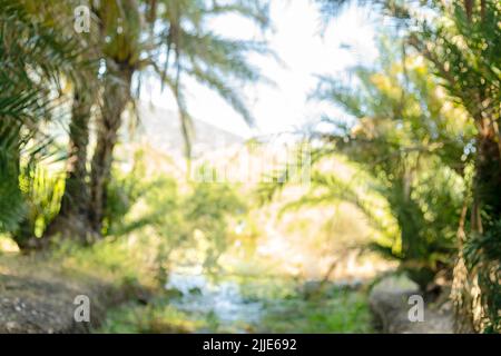 Primo piano foto totalmente sfocata dello sfondo di palme come simbolo di estate, vacanza, relax e vacanza. Effetto sfocato. Foto Stock