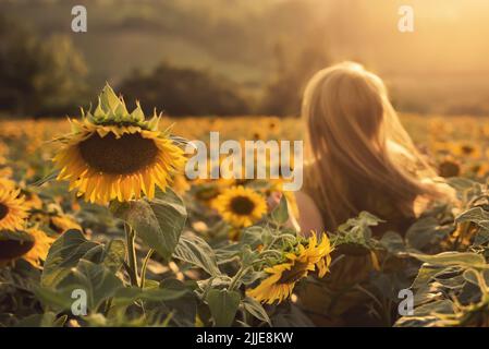 Donna Bionda defocused in campo di girasole al Tramonto Foto Stock