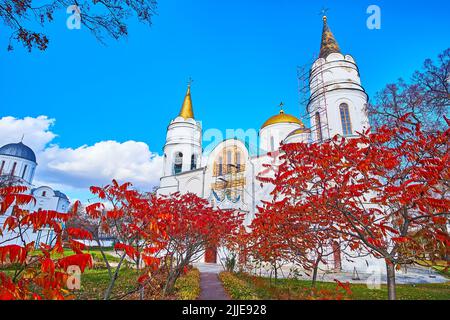 I giovani alberi rossi del sumac di staghorn di fronte alla storica Cattedrale di Trasfigurazione, Chernihiv, Ucraina Foto Stock