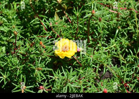 Muschio di rosa, rosa di muschio, Portulakröschen, chevalier-d'onze-heures, Portulaca grandiflora, nagyvirágú porcsin, Budapest, Ungheria, Magyarország, Europa Foto Stock