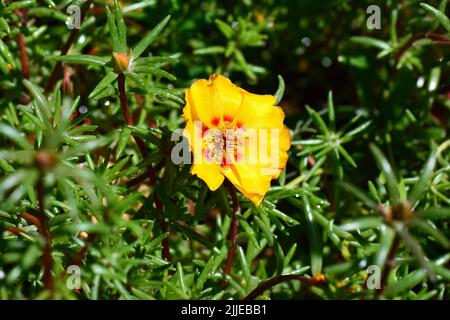 Muschio di rosa, rosa di muschio, Portulakröschen, chevalier-d'onze-heures, Portulaca grandiflora, nagyvirágú porcsin, Budapest, Ungheria, Magyarország, Europa Foto Stock