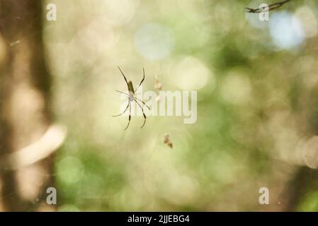 Trichonephila clavipes, precedentemente noto come tessitore d'orb di seta dorata, ragno di seta dorata o ragno di banana, nella sua rete in Entre Foto Stock