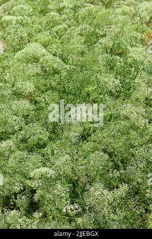 Alga, foglia di palangaro, Gemeine Sichelmöhre, Sicheldolde, comune di falcaire, Falcaria vulgaris, sarlófű, Budapest, Ungheria, Magyarország, Europa Foto Stock