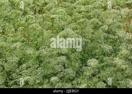 Alga, foglia di palangaro, Gemeine Sichelmöhre, Sicheldolde, comune di falcaire, Falcaria vulgaris, sarlófű, Budapest, Ungheria, Magyarország, Europa Foto Stock