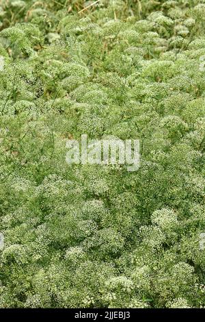 Alga, foglia di palangaro, Gemeine Sichelmöhre, Sicheldolde, comune di falcaire, Falcaria vulgaris, sarlófű, Budapest, Ungheria, Magyarország, Europa Foto Stock