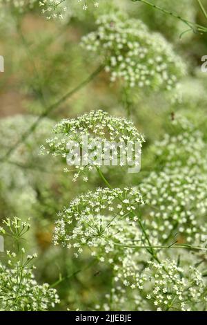 Alga, foglia di palangaro, Gemeine Sichelmöhre, Sicheldolde, comune di falcaire, Falcaria vulgaris, sarlófű, Budapest, Ungheria, Magyarország, Europa Foto Stock