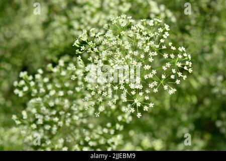 Alga, foglia di palangaro, Gemeine Sichelmöhre, Sicheldolde, comune di falcaire, Falcaria vulgaris, sarlófű, Budapest, Ungheria, Magyarország, Europa Foto Stock