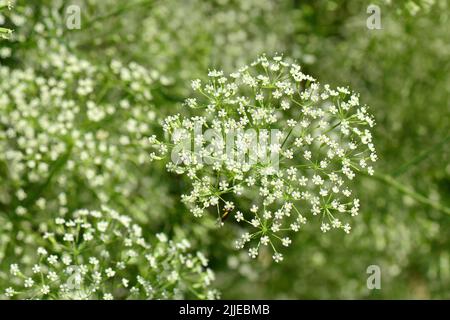 Alga, foglia di palangaro, Gemeine Sichelmöhre, Sicheldolde, comune di falcaire, Falcaria vulgaris, sarlófű, Budapest, Ungheria, Magyarország, Europa Foto Stock