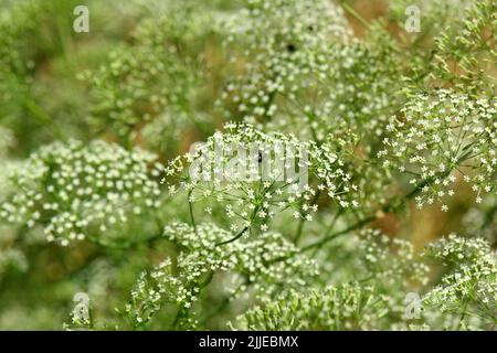 Alga, foglia di palangaro, Gemeine Sichelmöhre, Sicheldolde, comune di falcaire, Falcaria vulgaris, sarlófű, Budapest, Ungheria, Magyarország, Europa Foto Stock