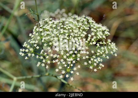 Alga, foglia di palangaro, Gemeine Sichelmöhre, Sicheldolde, comune di falcaire, Falcaria vulgaris, sarlófű, Budapest, Ungheria, Magyarország, Europa Foto Stock