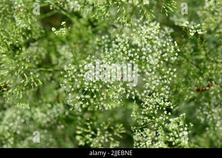 Alga, foglia di palangaro, Gemeine Sichelmöhre, Sicheldolde, comune di falcaire, Falcaria vulgaris, sarlófű, Budapest, Ungheria, Magyarország, Europa Foto Stock