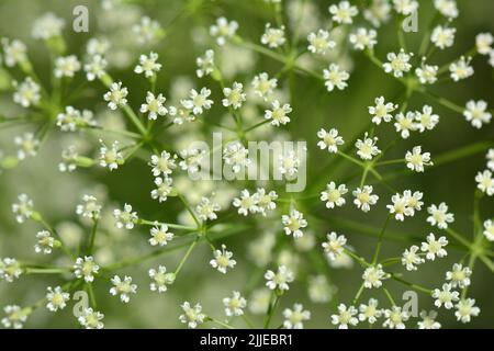 Alga, foglia di palangaro, Gemeine Sichelmöhre, Sicheldolde, comune di falcaire, Falcaria vulgaris, sarlófű, Budapest, Ungheria, Magyarország, Europa Foto Stock