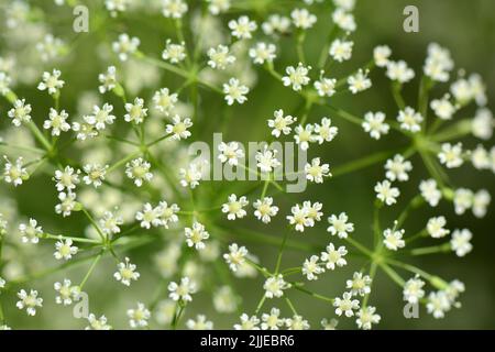 Alga, foglia di palangaro, Gemeine Sichelmöhre, Sicheldolde, comune di falcaire, Falcaria vulgaris, sarlófű, Budapest, Ungheria, Magyarország, Europa Foto Stock