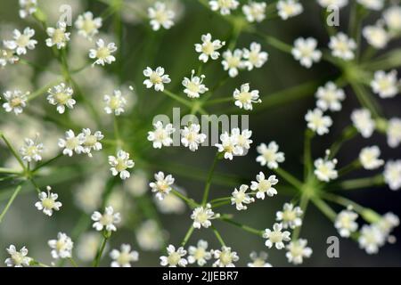 Alga, foglia di palangaro, Gemeine Sichelmöhre, Sicheldolde, comune di falcaire, Falcaria vulgaris, sarlófű, Budapest, Ungheria, Magyarország, Europa Foto Stock