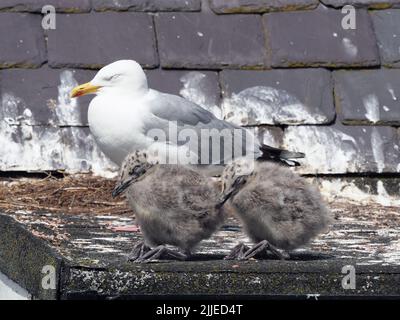 Gabbiano di aringa adulto, snooze al sole di mezzogiorno con i suoi due pulcini giovani di 3 settimane con morbido giù. Sullo sfondo è il nido . Foto Stock