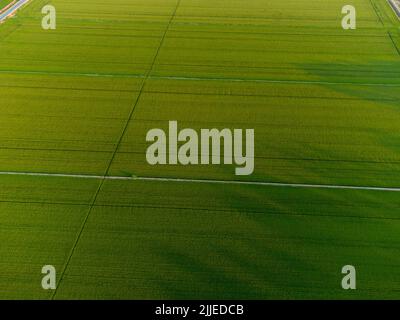 Paesaggio agricolo in pianura padana in Italia al tramonto Foto Stock