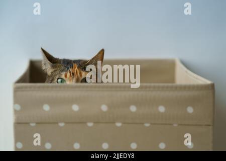 Il gatto curioso è salito nel vano portaoggetti, guarda fuori a giocare a caccia di un giocattolo. Amanti degli animali domestici. Foto Stock